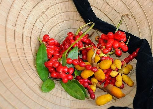 Cây chùm chày là loài cây quen thuộc ở Việt Nam, mọc nhiều ở chân đồi, ven bìa núi của đồng bằng và thường mọc chung với loài cây bụi khác. Ảnh: sao360.