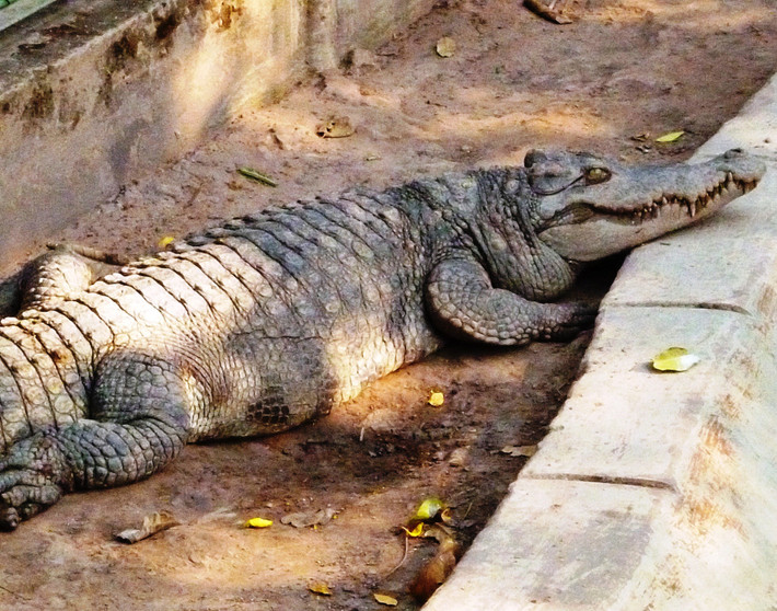 Cá sấu hoa cà còn có tên gọi khác là cá sấu nước mặn. Loài cá sấu này cũng mang những đặc điểm về hình dáng giống với những loài cá sấu bình thường nhưng kích thước thì lớn hơn nhiều. Ảnh: wikimedia.