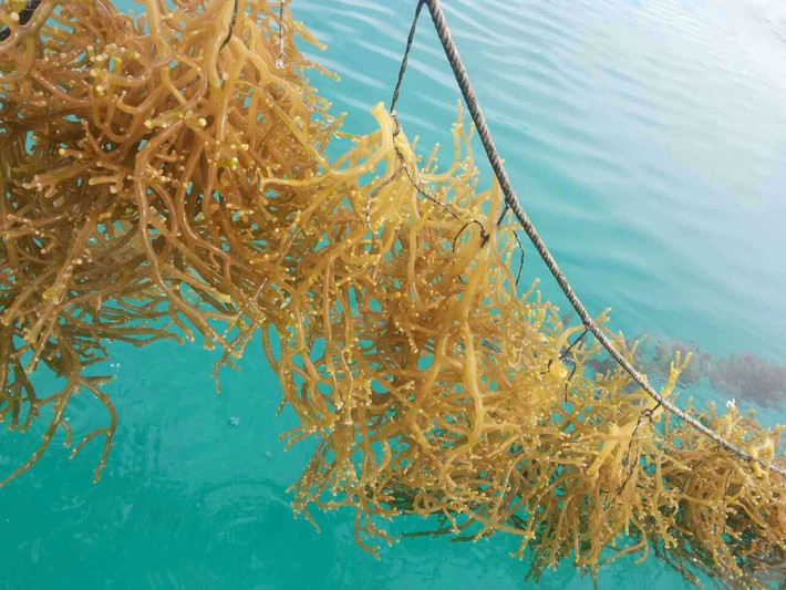 Chiều cao bụi rong sụn tối đa đến 70cm, tản rong có màu nâu vàng hay xanh lục. Ảnh: rongbienvietnam.