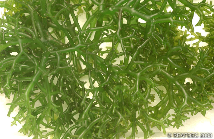 Rong sụn là nguyên liệu để chiết suất carrageenan - một loại keo có giá trị sử dụng rất lớn trong ngành công nghiệp thực phẩm, mỹ phẩm, công nghiệp dệt, dược phẩm, công nghệ sinh học và sản xuất thức ăn chăn nuôi...Ảnh: staticflickr.