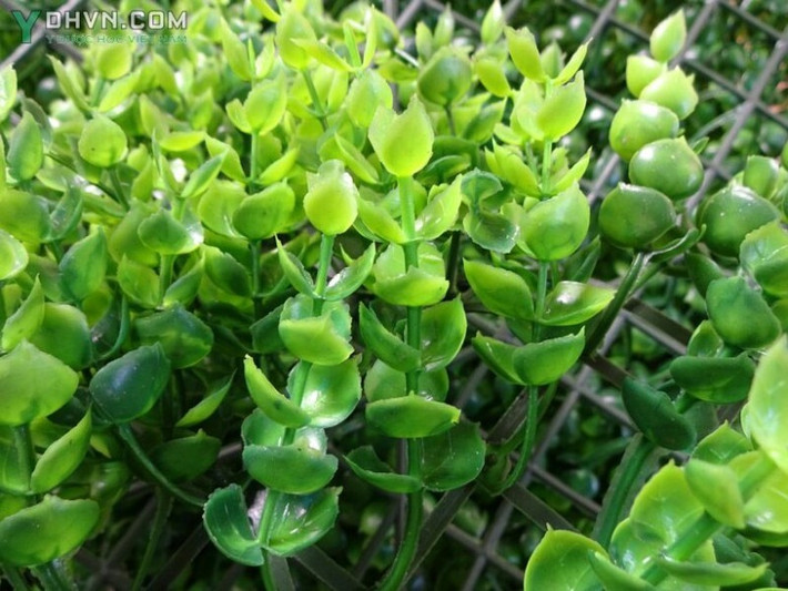 Cây tai chuột có tên khoa học là Dischidia acuminata Cost. Đây là cây dây leo thường bám trên các cành cây, có 2 lá mọc đối nhau từng cặp, mọng nước, màu lục nhạt nhìn giống như hai cái tai chuột. Ảnh: ydhvn.