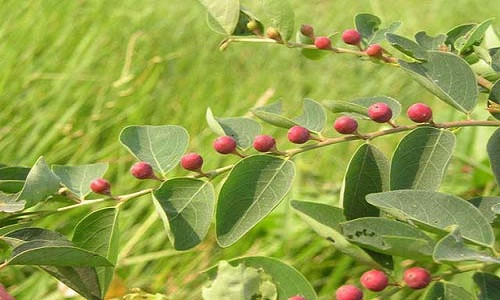 Cây cù đề có tên khoa học là Breynia vitis-idaea. Loài cây này mọc dại ở khắp nơi của nước ta từ miền Bắc vào tới Lâm Đồng, Khánh Hòa, Bà Rịa - Vũng Tàu (Côn Đảo) và Kiên Giang (đảo Phú Quốc). Ảnh: flickr.
