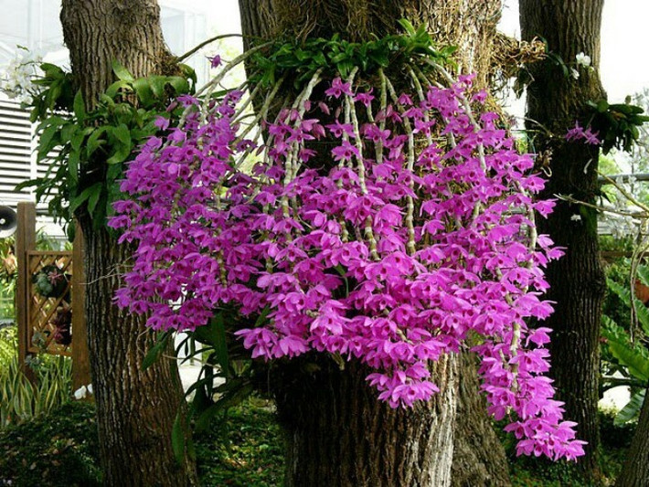 Hoa lan phi điệp tím có tên khoa học là Dendrobium anosmum. Ở miền Nam, lan phi điệp tím được biết đến với tên gọi giả hạc hay giã hạc. Ảnh: phunuvagiadinh.