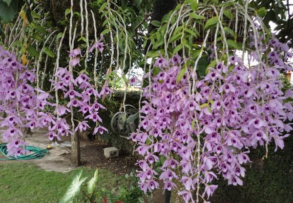 Hoa lan phi điệp tím là loài lan có rất nhiều biến thiên về hoa. Hoa cơ bản có màu trắng và tím, kích cỡ hoa thường khoảng 6-10 cm, có bông to hơn nhưng ít gặp hơn, độ bền 15-20 ngày. Ảnh: doisongplus.