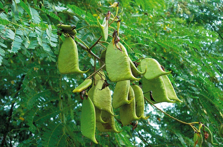 Đặc biệt, thân cây tô mộc mọc những chiếc gai cứng như đinh, do đó mà thường được trồng làm hàng rào để chống trộm. Ảnh: ydhvn.