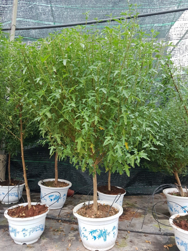 Cẩm quỳ thân gỗ còn ra hoa quanh năm, rất phù hợp để trưng bày trong nhà, ngoài sân, trang trí nhà cửa. Ảnh: marketonline.