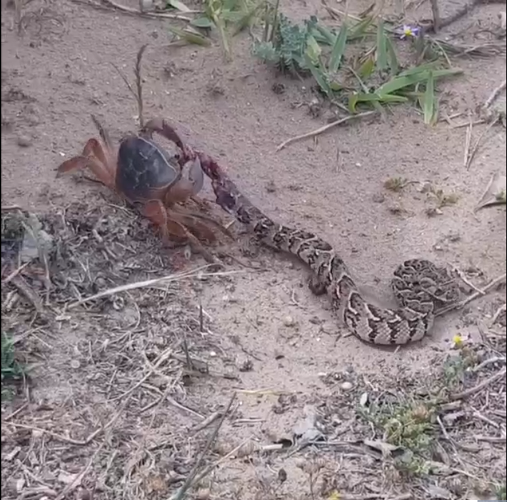 Rắn độc Puff Adder (tên khoa học: Bitis arietans, rắn phì châu Phi) là một loài rắn độc gây ra phần lớn các vụ rắn cắn gây chết người ở châu Phi đã vô tình bỏ mạng dưới cặp càng của một đối thủ không hề xứng tầm đó là cua càng. Mặc dù sở hữu nọc độc cực mạnh nhưng nó bất lực và nằm yên chờ chết.