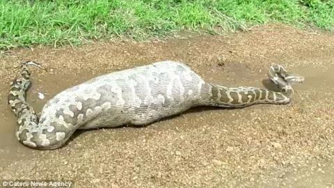 Người dân gần công viên bảo tồn động vật hoang dã quốc gia Gir, bang Gujarat, Ấn Độ đã phát hiện thấy một con trăn dài 6m nằm chết nghẹn giữa đường. Nguyên nhân là do nó đã nuốt chửng một con linh dương lớn vào bụng nên không di chuyển được, sau một hồi đau đớn quằn quại cố nôn nhả con mồi nó đã tử vong.