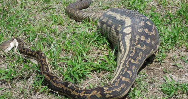 Tại Queensland, Australia, con trăn này đã bị mất mạng khi nuốt một con lợn có kích thước quá lớn, nó không thể tiêu hóa được con mồi, thậm chí một số cơ quan nội tạng còn bị đâm thủng.
