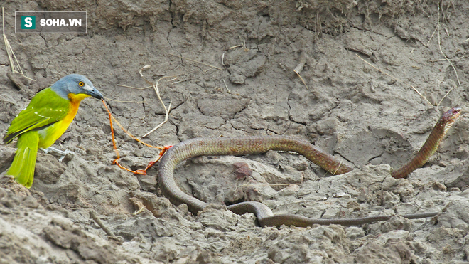 Rắn mỏ đỏ (Rufous Beaked), có tên khoa học là Rhamphiophis oxyrhynchus, một loại rắn độc đã phải chết dưới mỏ cứng của một con chim bách thanh bụi đầu xám, con chim này đã mổ mù mắt và kéo phần ruột rắn độc ra để ăn.