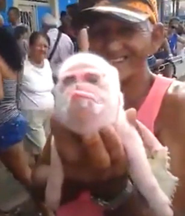 Tại thành phố Ciego de Avila, Cuba đã từng xuất hiện một con lợn dị dạng có mặt giống Tề Thiên Đại Thánh. Khác với các con lợn bình thường, con lợn này có mõm rất ngắn, mắt và tài giống khỉ nên người dân ở đây gọi là lợn khỉ, con vật kì dị này chỉ sống sót được 4 ngày sau khi ra đời.