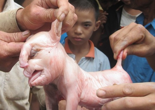 Năm 2014, con lợn nái của nhà bà Hoàng Thanh Xuân (57 tuổi, ở Đắk Lắk) đã đẻ ra một chú ỉn con kinh dị. chú ỉn này có vòi dài, tai to và bè như cánh quạt, mõm nhọn như một chú voi con mới sinh, đáng tiếc chú ỉn – voi đã chết sau khi đẻ 2 giờ.