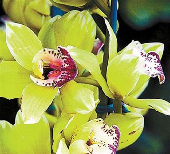Hoa phong lan Nongke được lai tạo tại phòng thí nghiệm thuộc công ty Nongke, Thâm Quyến (Trung Quốc). Ảnh: doanhnghiepvn.