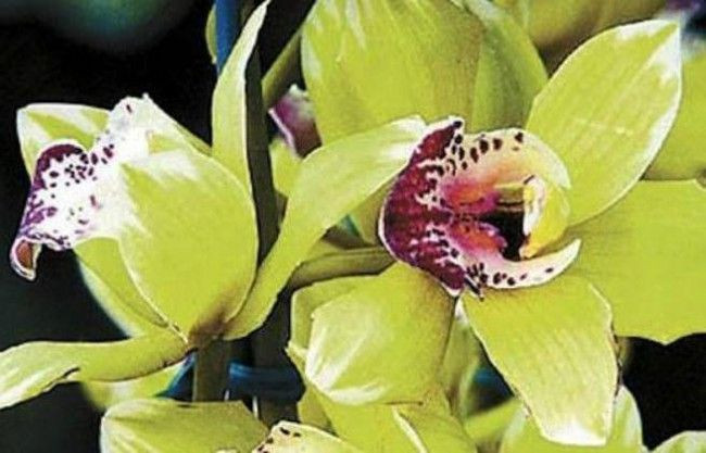 Trong đó, phải mất 4 - 5 năm để đợi hoa nở. Ảnh: pinimg.