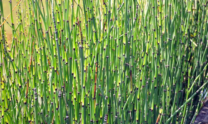 Cây mộc tặc có tên khoa học là Equisetum debile Roxb. Đây là cây thảo sống lâu năm, thân cây mọc đứng hình trụ rỗng, lá nhỏ dính vào nhau thành bẹ hình ống. Ảnh: blogspot.