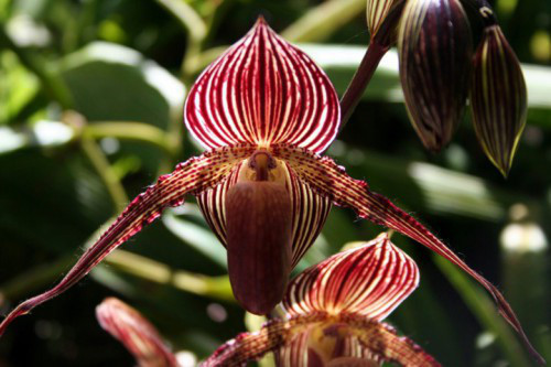 Lan hài Paphiopedilum rothschildianum được phát hiện vào năm 1987. Ảnh: vov.