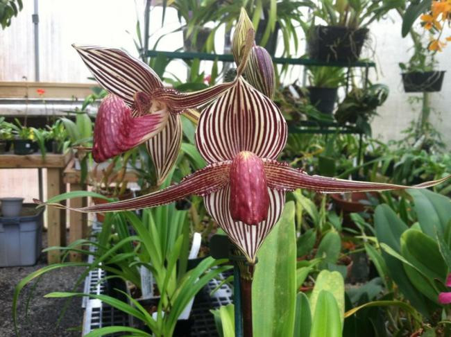 Bạn sẽ không thể tìm thấy lan hài Paphiopedilum rothschildianum trong tự nhiên ngoại trừ khu vực Vườn quốc gia Kinabalu ở Malaysia. Ảnh: vuonphonglan.
