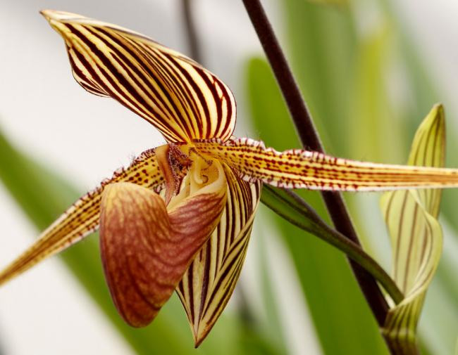 Lan hài Paphiopedilum rothschildianum là một trong những giống lan Hài khá lớn với những chiếc lá xanh thẫm dài tới 30cm - 40cm. Ảnh: vuonphonglan.