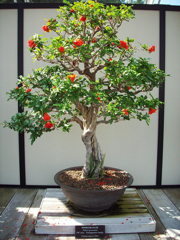 Cây lựu hạnh còn có nhiều tên gọi khác như cây thạch lựu, an thạch lựu, thừu lựu, cây hoa hạnh, mẫu nhã, tạ thạch... Tên khoa học của nó là Punica grantatum. Ảnh: mocnhienfarm.