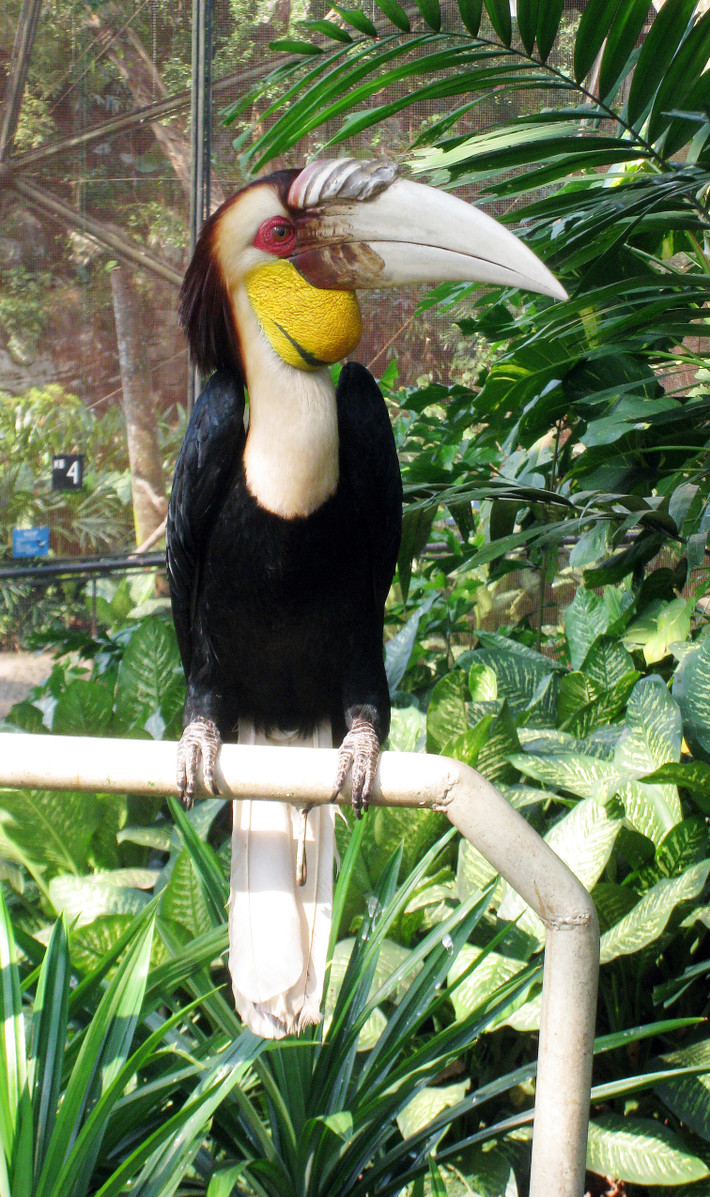 Ở Việt Nam, niệc mỏ vằn được tìm thấy ở miền Trung và Nam Bộ. Ảnh: wikimedia.