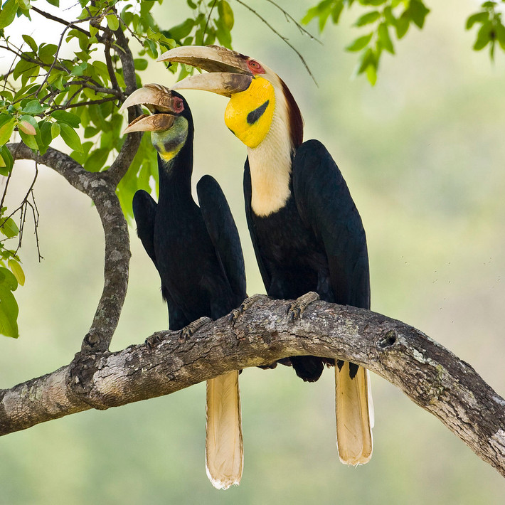 Trên thế giới, niệc mỏ vằn phân bố ở Mianma, Thái Lan, Malaysia, Indonesia, Ấn Độ và Bhutan. Ảnh: staticflickr.