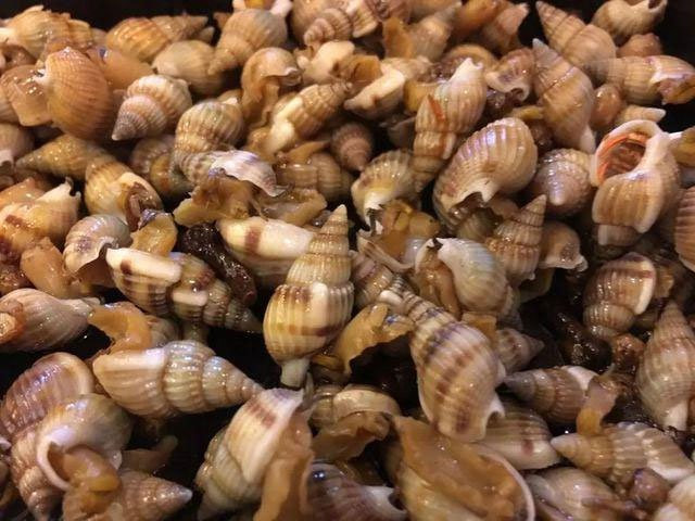 Ốc bùn răng cưa có tên khoa học là Nassarius papilosus. Đây là loại ốc xuất hiện nhiều nhất vào mùa xuân. Ảnh: khoahoc.