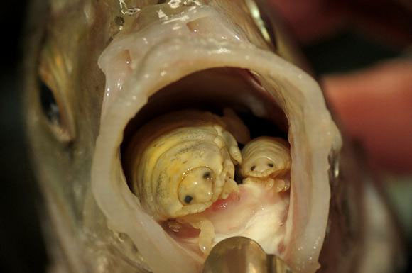 Sau khi xâm nhập vào cá thông qua mang, Cymothoa Exigua sẽ bám chặt vào gốc lưỡi cá, dần dần hút máu, ăn mòn và thế mình vào vị trí của lưỡi cá. Ảnh: khoahoc.