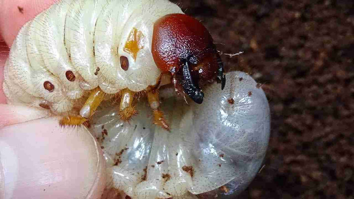 Sùng đất sống ở dưới đất có tên khoa học là Holotrichia Sauteri Moser, thuộc họ bọ cánh cứng. Ảnh: caythuoc.