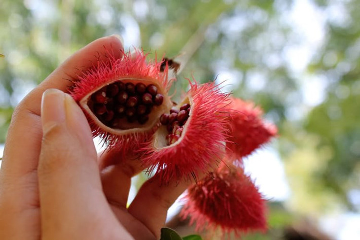 Thậm chí, các bộ lạc người bản địa ở Nam Mỹ dùng hạt cây điều nhuộm phơi khô, bảo quản lâu dài và rang sơ dùng để nấu nước uống như nước trà hàng ngày. Ảnh: tinmoitruong.