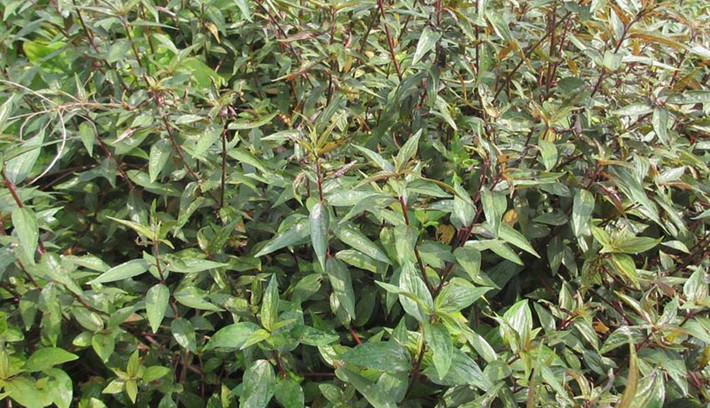 Từ tháng 5 đến tháng 8 hàng năm là thời kỳ cây bỏ mắm phát triển mạnh nhất trong năm. Ảnh: blogspot.