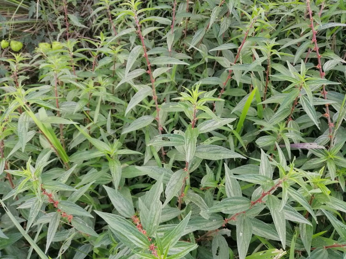 Cây bỏ mắm có tác dụng chữa một số bệnh về đường hô hấp như giúp tiêu đờm, dùng chữa ho lâu ngày, tiêu viêm, ho khan. Ảnh: wp.