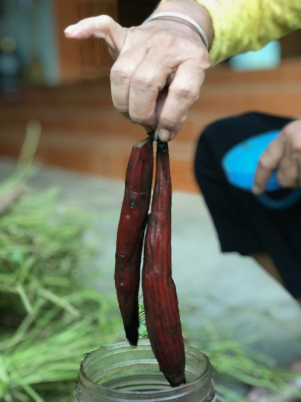 Rễ có thể thu hái quanh năm trong khi quả bòi vịt thường được thu hái vào khoảng thời gian từ tháng 9 đến tháng 10. Ảnh: tuoitredoisong.