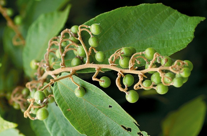 Cây cò ke có tên khoa học là Grewia Paniculata Roxb. Ex DC. Loài cây này còn có nhiều tên gọi khác như đơn sài, chu ca, cây mé, co é. Ảnh: ydhvn.