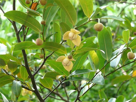 Cây dủ dẻ là loài dây leo có thể dài tới 20m, lá có hình bầu dục hay ngọn giáo xoan ngược, hoa rất thơm như hoa ngọc lan và có thể chiết xuất tinh dầu. Ảnh: ytevinhcuu.