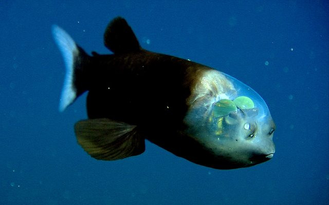 Cá mắt thùng có tên khoa học là Macropinna Microstoma. Đây được xem là một trong những loài cá kỳ lạ nhất thế giới. Ảnh: dkn.