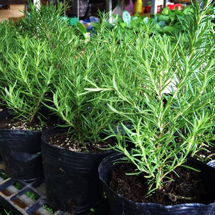 Cây hương thảo có tên khoa học Rosmarinus officinalis. Đây là một loài cây nhỏ cao từ 1 - 2m, phân nhánh và mọc thành bụi. Lá nhỏ, hình dải, hoa màu lam nhạt. Ảnh xanhdecor.
