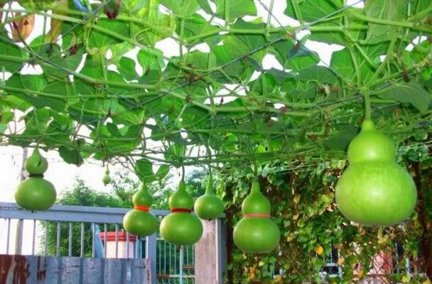 Quả bầu hồ lô có thể luộc hoặc xào ăn rất ngon và ngọt. Ảnh: phandoiso1.