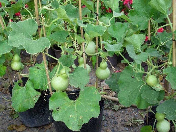 Cây bầu hồ lô có tuổi thọ khoảng 5 tháng. Cây lớn rất nhanh và sức sống mạnh mẽ. Chỉ 1 tháng sau khi trồng là cây đã ra hoa và đậu quả. Ảnh: cungcaphatgiong.