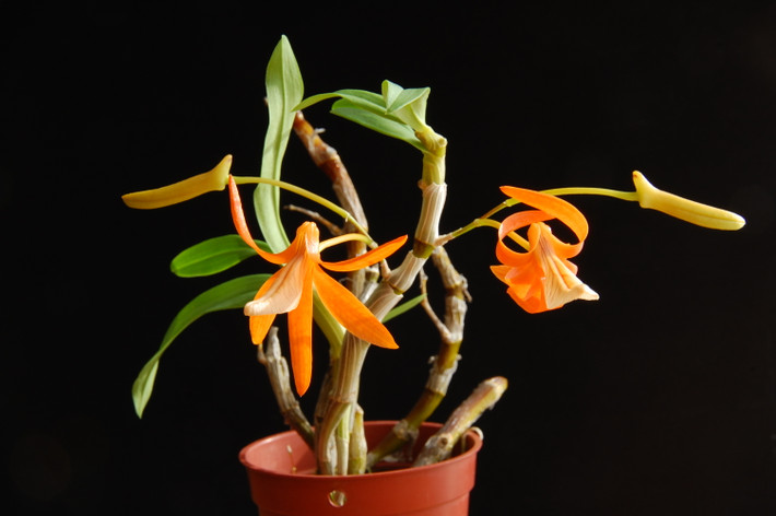 Lan đơn cam có thân cao 10cm - 15cm, lá gồm 3 - 4 chiếc, rụng vào mùa Thu. Hoa to 4cm - 5cm, có mùi thơm giống như bút chì màu sáp của trẻ em, khi nở bung cong ngược ra sau rất đặc trưng. Ảnh: vuonhoalan.