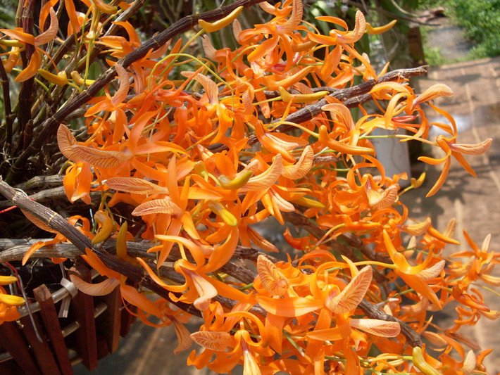 Lan đơn cam có tên khoa học là Dendrobium unicum, có nguồn gốc ở các nước Đông Nam Á như Lào, Việt Nam, Indonesia, Malaysia... Ảnh: vuonhoalan.