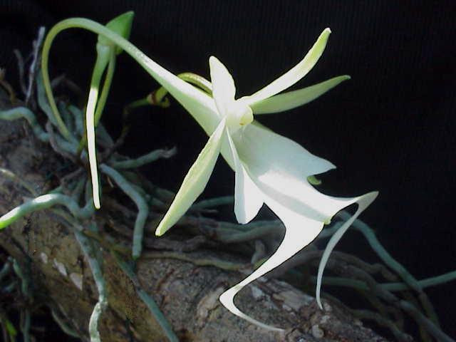 Cả thân cây và hoa của nó đều có màu xanh lá. Ảnh: wikimedia.