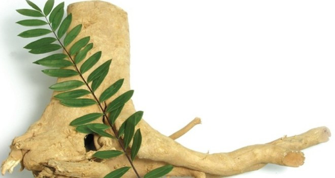 Cây mật nhân có tên khoa học là Eurycoma longifolia. Đây là một loài cây bản địa của Malaysia. Ảnh: thaoduocquy.
