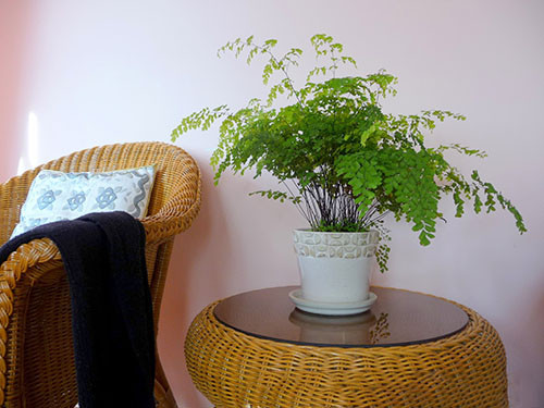 Cây tóc thần vệ nữ có nguồn gốc từ những khu vực ấm áp ở châu Phi, châu Mỹ, châu u, châu Đại Dương và châu Á. Ở Việt Nam, cây mọc hoang dại ở chỗ mát và ẩm trong rừng núi đá, vôi, bờ suối.... Ảnh: cayvahoa.