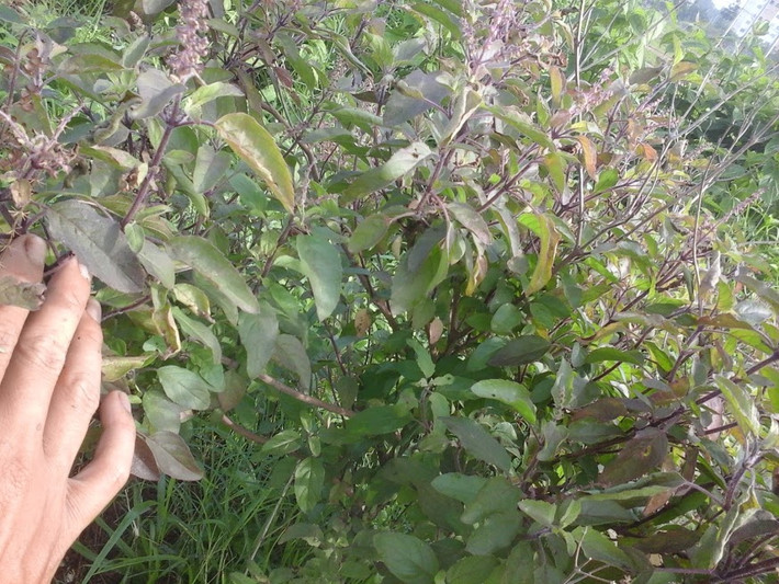 Do đó, bạn nên bổ sung cành, lá hương nhu để nồi nước tắm lá mùi thêm đậm hương. Ảnh: blogspot.