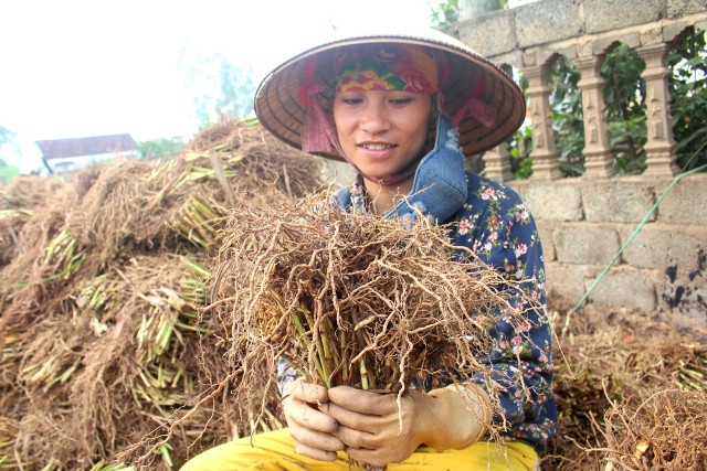 Với hương thơm rất dễ chịu, rễ hương bài cũng là thành phần nên có trong nồi nước xông tắm chiều 30 Tết. Ảnh: nghean.