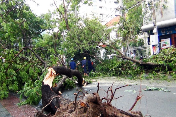2. Chiều 17/8/2014, cơn mưa lớn kèm dông mạnh khiến hàng loạt cây cổ thụ ở trung tâm TP HCM bật gốc. Một gia đình đi xe máy đến giao lộ Nguyễn Bỉnh Khiêm - Nguyễn Thị Minh Khai bị cây đè trúng làm người vợ tử vong.
