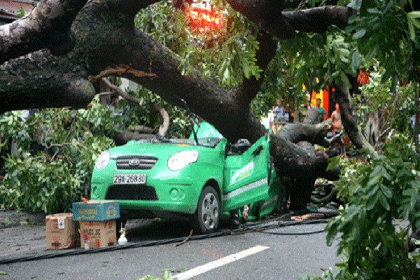 Vào thời điểm trên, trời mưa to, nạn nhân đang lái chiếc taxi mang biển kiếm soát 29A-268.90 của hãng Mai Linh lưu thông theo hướng Lò Đúc - Phan Chu Trinh thì bị một cây xà cừ cổ thụ bất ngờ lật gốc, đổ ụp vào.