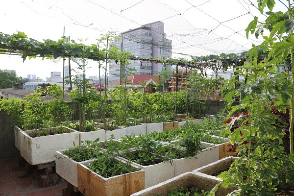 Vườn rau trên sân thượng của gia đình ông Mai Đình Mạnh và bà Ngô Thị Mẽ tại ngõ 62 Nguyễn Chí Thanh, Hà Nội.