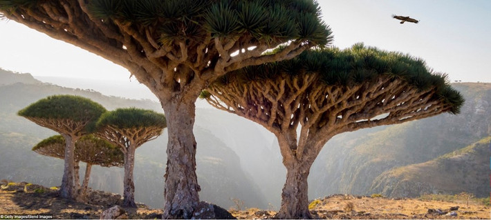 Đảo Socotra ngoài khởi Yemen có khoảng 800 loài động thực vật, trong đó 1/3 số loài không thể tìm thấy ở đâu khác trên trái đất, như cây huyết rồng.