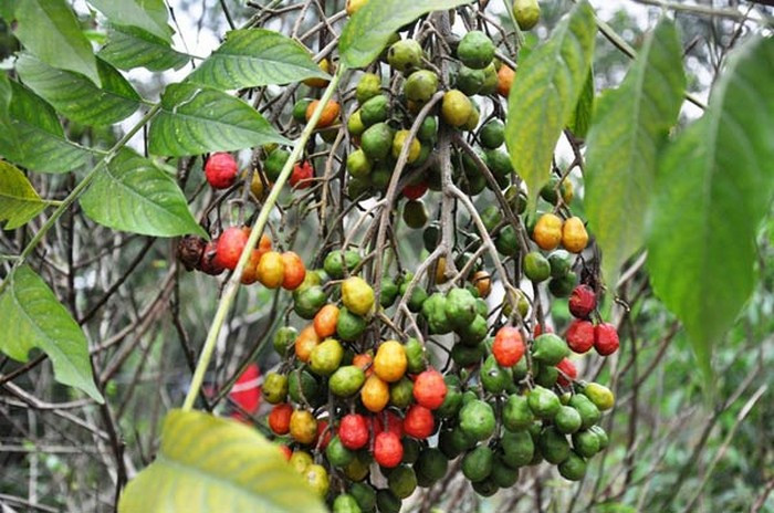 Dâu da xoan là cây mọc hoang ở miền núi nhưng gần đây được trồng rất nhiều ở các đường phố như cây che bóng mát. Tuy nhiên, dân gian đã dùng dâu da xoan chữa bệnh như dị ứng, mụn nhọt… Ảnh: SKĐS.